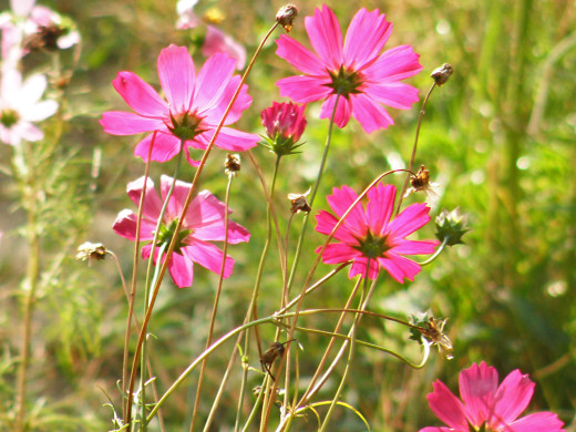 425574 (a): :1600x1200